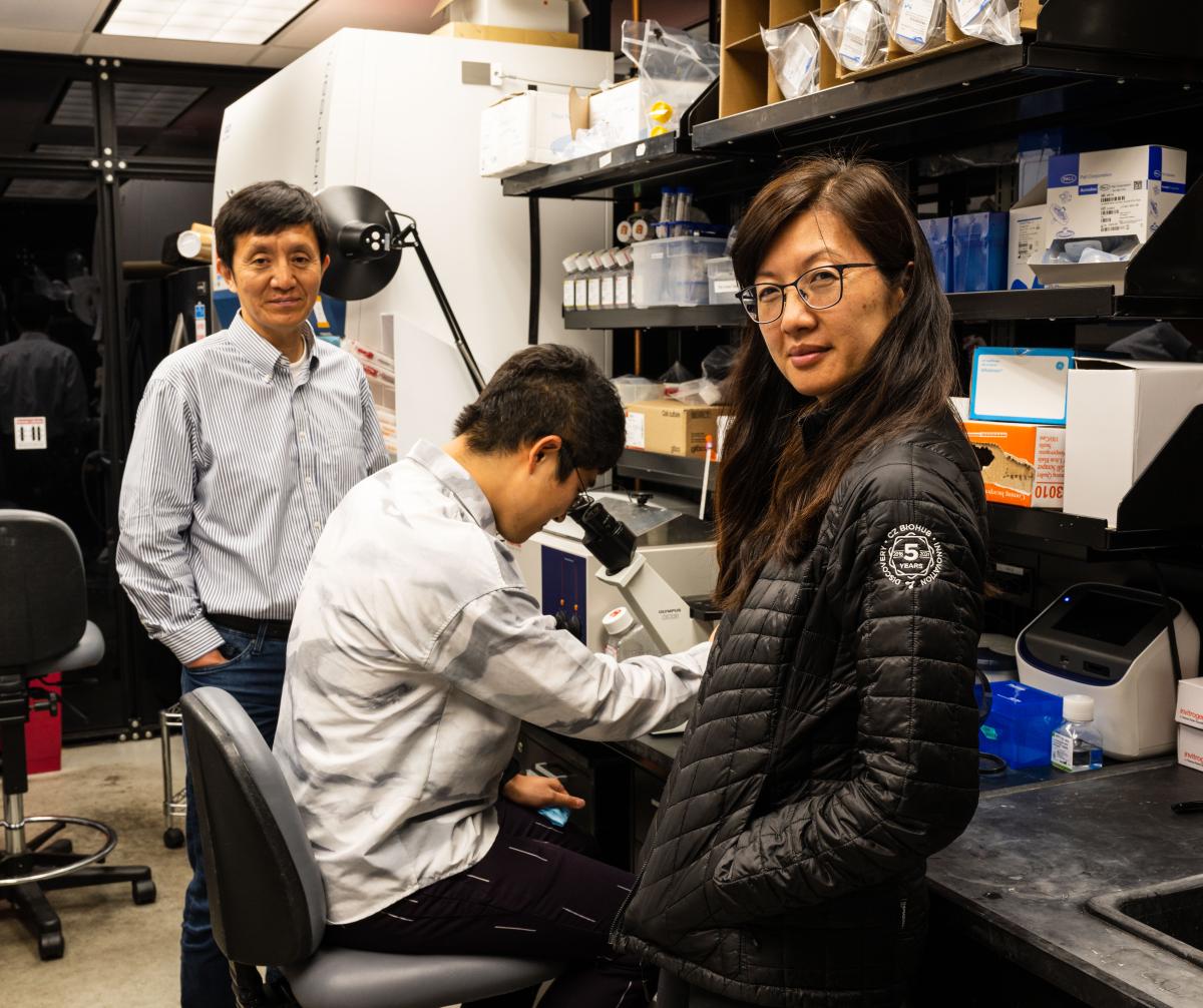 Zhao works at a microscope with his mentors Liqun Luo and Alice Ting