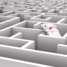 White mouse peering over the wall of a maze - stock image