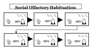 Olfactory Habituation and Dishabituation