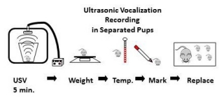  Ultrasonic Vocalization Test