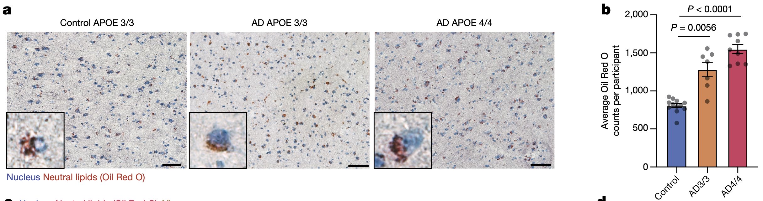Representative OilRed O staining image for control, AD-APOE3/3 and AD-APOE4/4 human frontalcortex. Neutral lipids stained with Oil Red O (red) and nuclei stained withhaematoxylin (blue). Scale bars, 50 μm. 