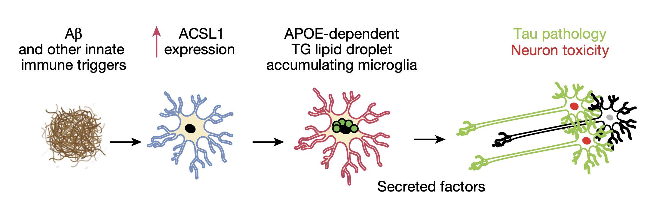 Schematic of the proposed role of LD + microglia in neurodegeneration. *P < 0.01, **P < 0.001,****P < 0.0001.