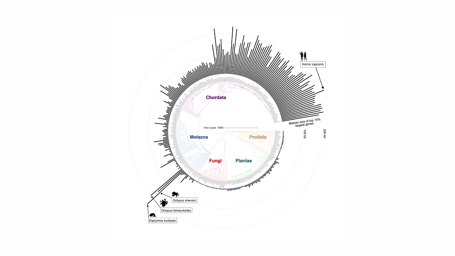 Neuronal and synaptic genes expanded in size and diversity during ...