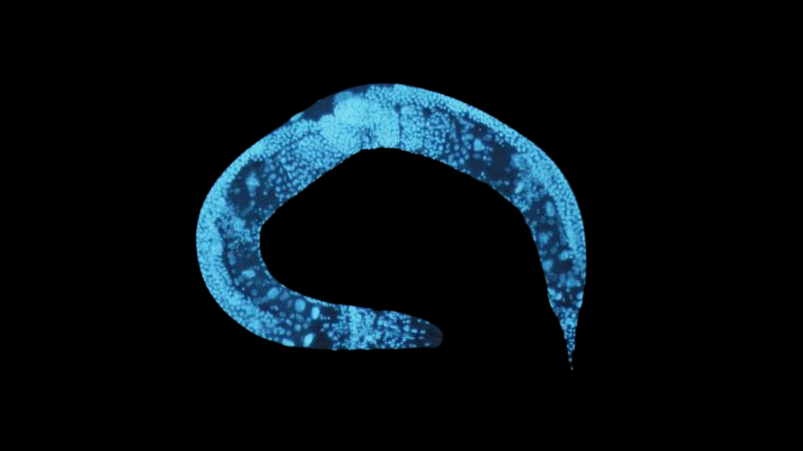 Caenorhabditis elegans - A worm that is glowing blue in the dark. (Image by National Institutes of Health)