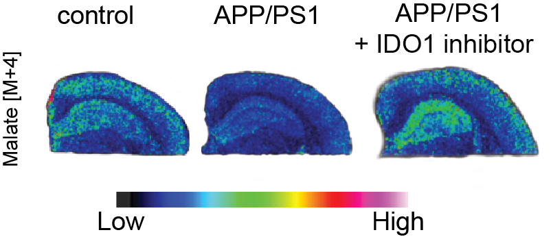 Researchers showed that mice with a genetic model of Alzheimer's disease lose glucose metabolism in the memory region of the hippocampus (center: 'APP/PS1' vs left: 'control'), but IDO1 inhibitor drugs restore normal metabolic levels (right: 'APP/PS1 + IDO1 inhibitor')