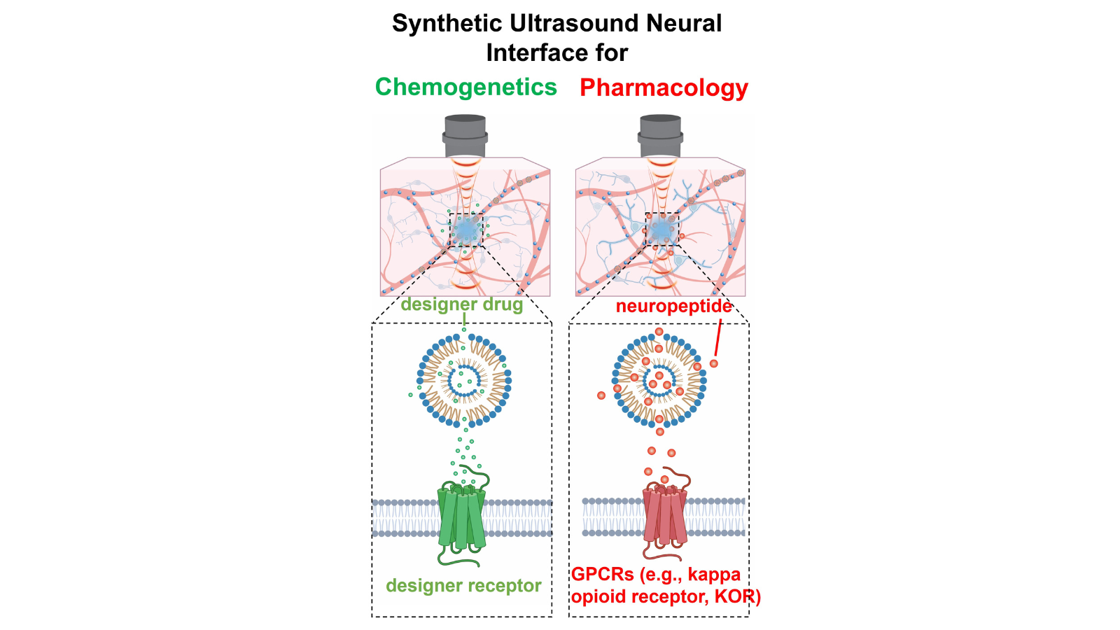 This project aims to use a synthetic ultrasound neural interface to produce localized light emission for sono-chemogenetic (left), and sono-pharmacological (right) neuromodulation in any desired area or depth within the behaving mouse brain with high spatiotemporal precision.