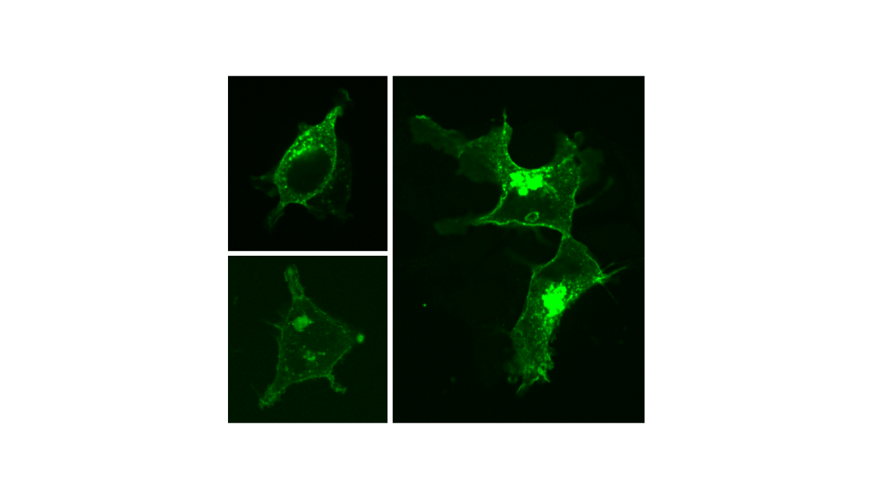 A prototype synthetic construct for sensing electrical activity in brain cells (GEVIn) is expressed in model human cell line (HEK293); green fluorescence indicates localization of GEVIn to the cell surface for sensing membrane voltage changes.