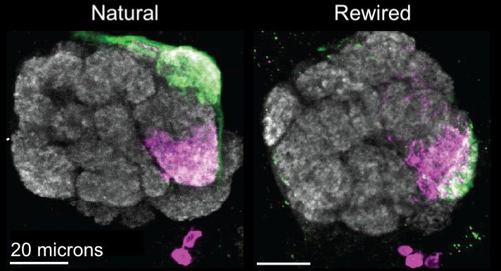Images of natural and rewired fly brains, highlighting different types of neurons in magenta and green.
