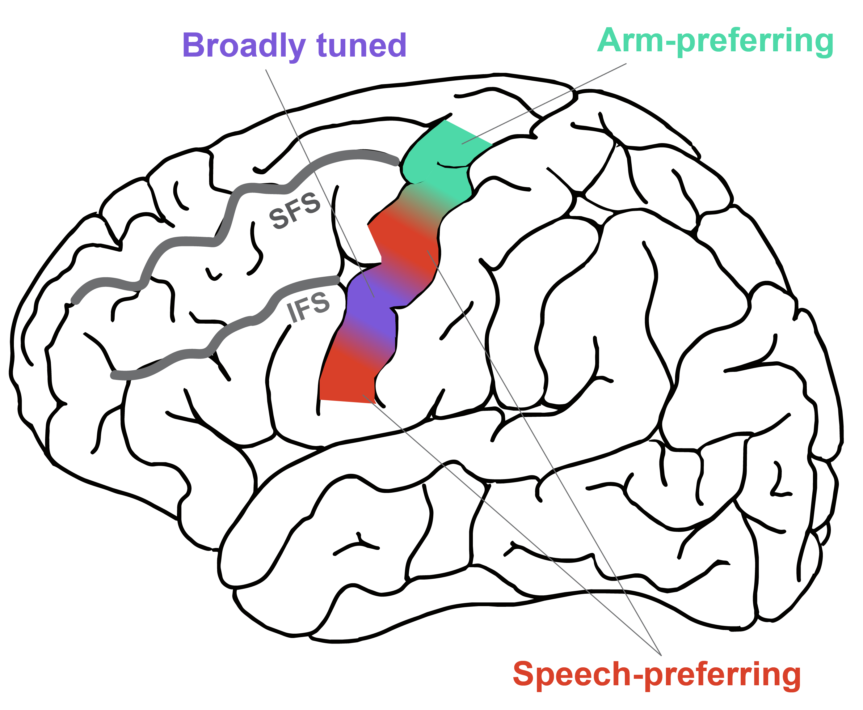 A map of the brain, highlighting a central, vertical strip in four different colors corresponding to different subregions of the motor cortex.