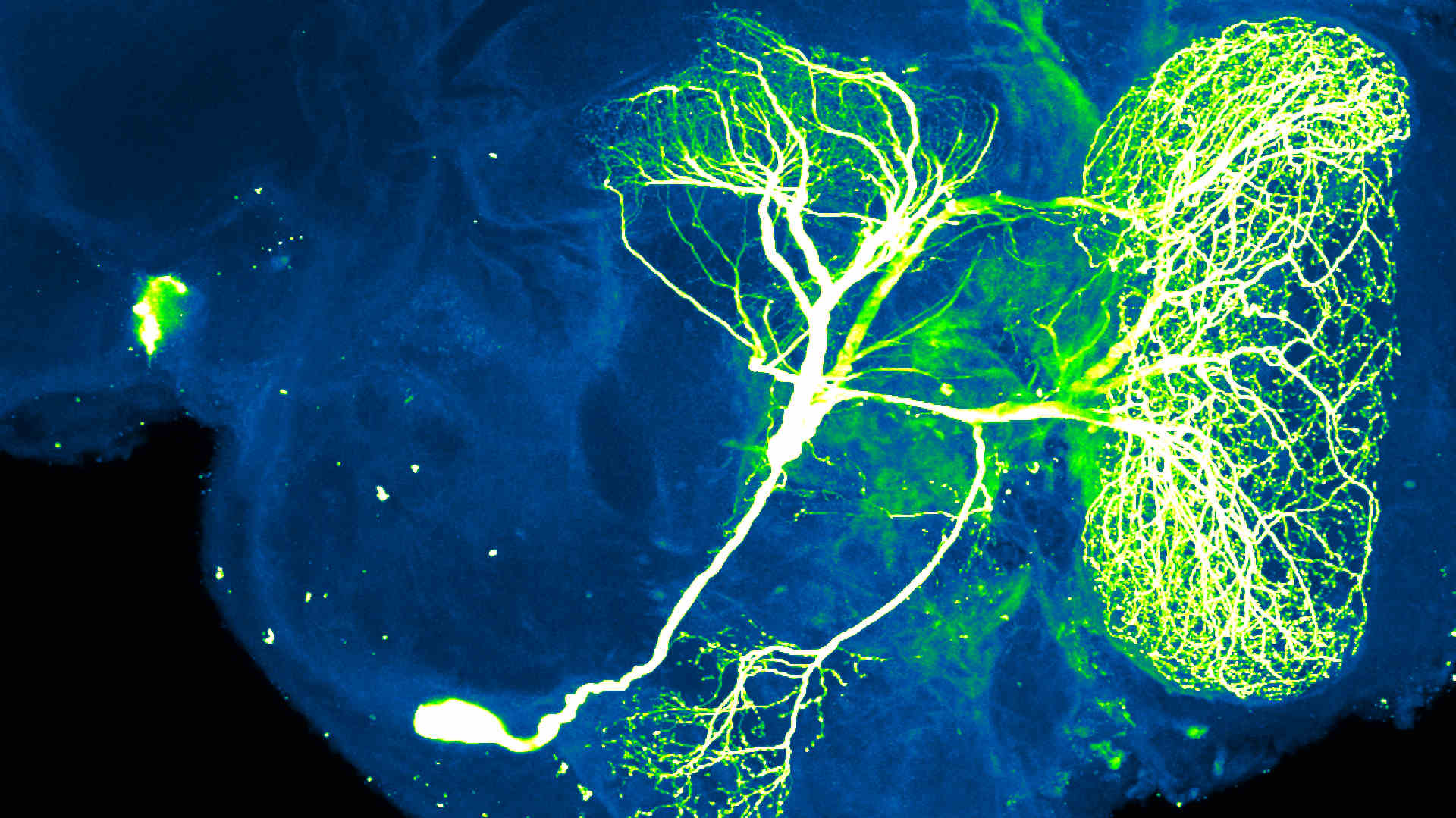 Neurons in insect brain