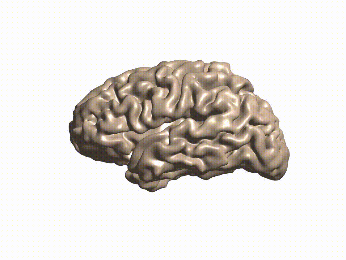 Animated gif showing brain connections potentially related to risk of stimulant use relapse. 