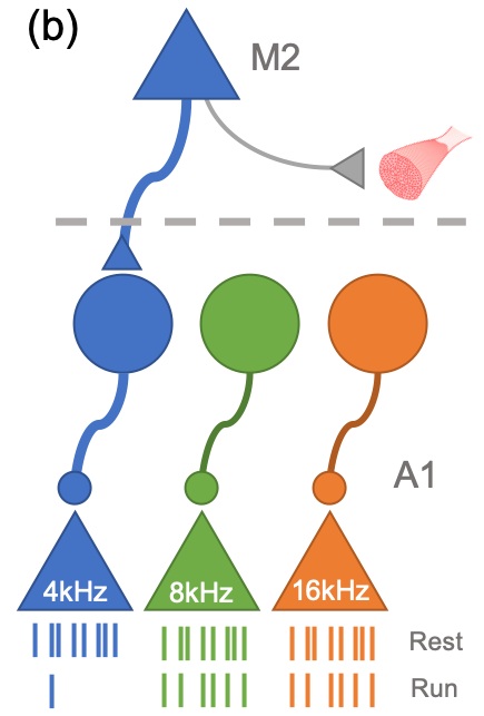 Your Brain Comes With Noise Canceling | Wu Tsai Neurosciences Institute