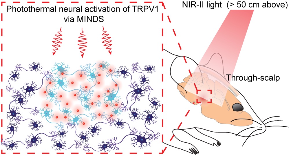 Diagram showing activation of neurons using infrared light