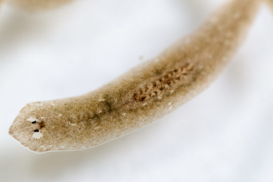 tiny flatworm