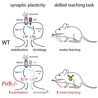 Graphical abstract of the research showing elimination of synapse weakening in "Olympian" mice
