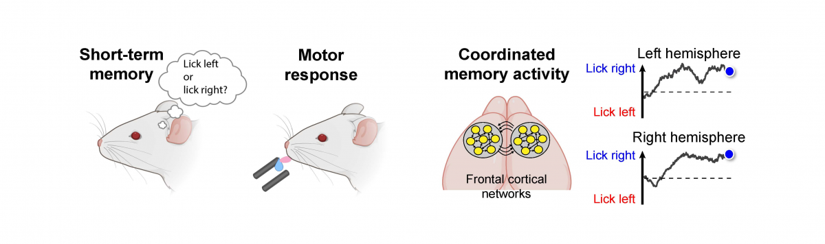 Graphical abstract illustrates coordinated neural activity seen during a memory task in mice.
