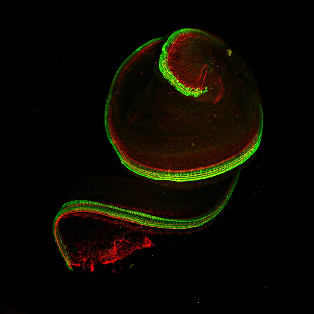 "Mammalian Cochlea," by Richard Seist