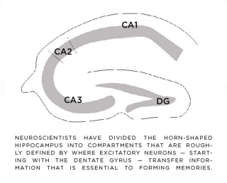 Wu Tsai Neurosciences Institute, Ivan Soltesz