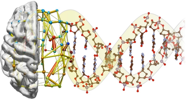 Scientists find genetic underpinnings of functional brain networks seen ...