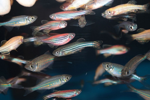 zebrafish sleep