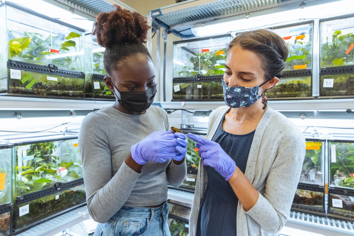 Fellow Moremi Mabogunje and faculty mentor Lauren O’ Connell handle a Dyeing Poison Frog (Dendrobates tinctorius) in the Laboratory of Organismal Biology. Photo by Andrew Broadhead.