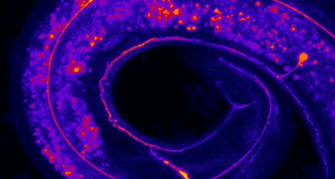 cellular elastic that keeps nerves resilient