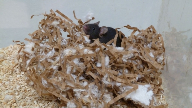 mice nest