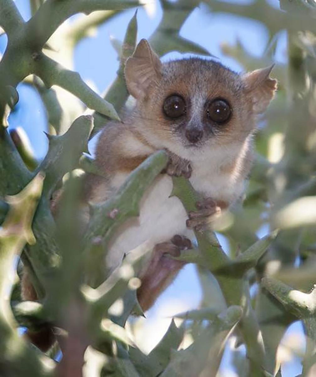 Photo of a mouse lemur in a tree
