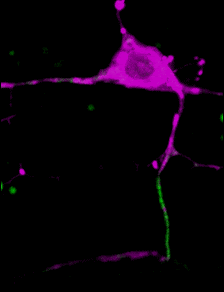 A rotating C. elegans neuron (axon initial segment in green)