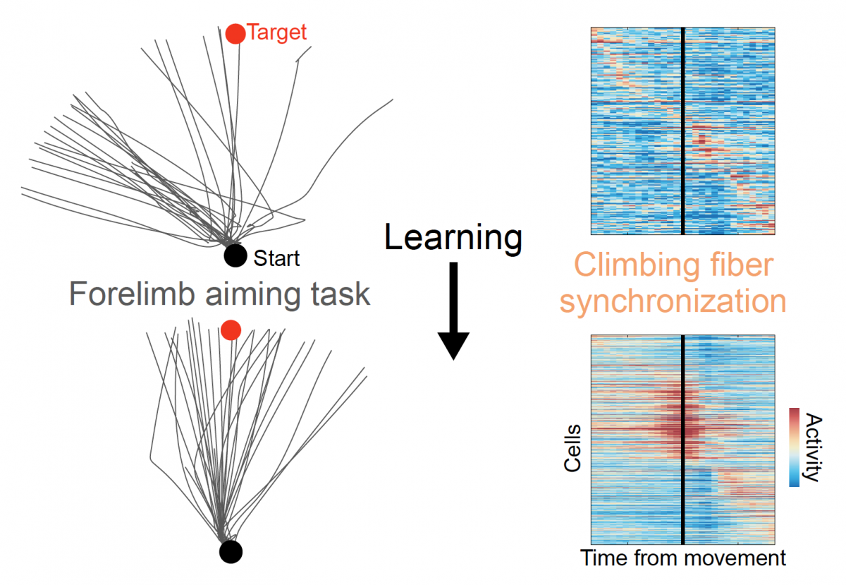 Figure showing how synchronized firing in the cerebellum increased as mice learned a new skill
