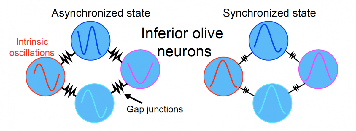 Figure showing a theoretical model of how coupled oscillators in the inferior olive may drive synchrony in the cerebellum.