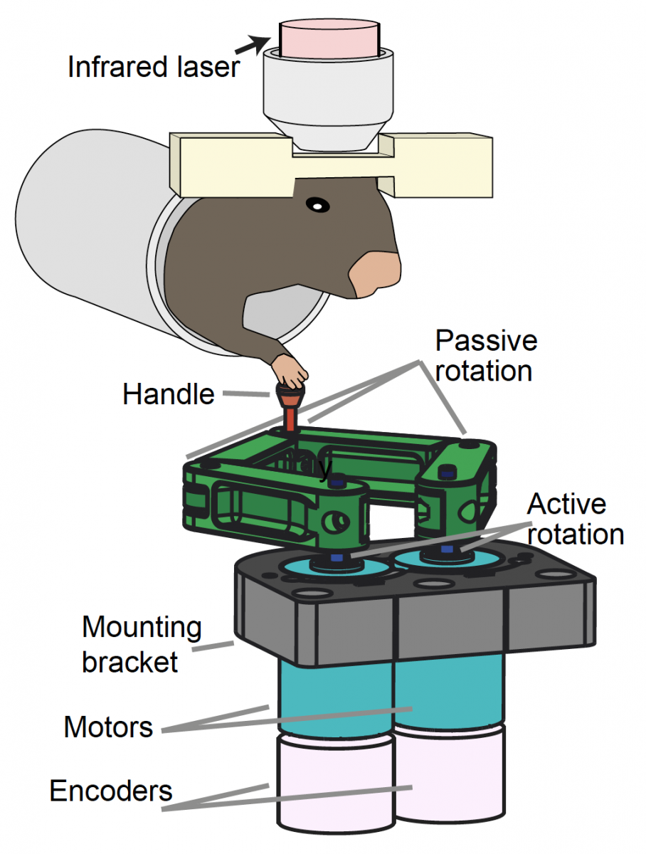 Illustration of a mouse operating a robotic lever while researchers image the activity of neurons in its brain