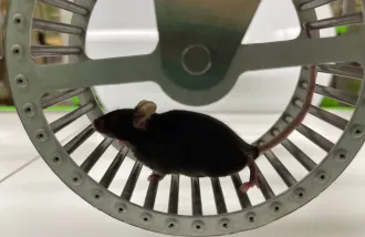 mice exercise