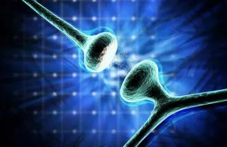 synapses between hippocampal neurons