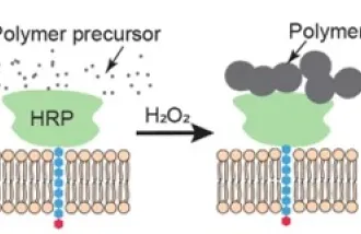 Targeted cells express membrane-displayed horseradish peroxidase (HRP). Upon addition of small-molecule polymer precursors and H2O2, the membrane-displayed HRPs act as reaction centers, facilitating oxidative radical polymerization on targeted neurons. Image credit: Anqi Zhang, Bao Group, Stanford U.