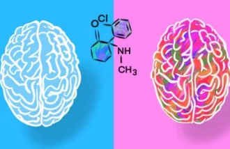 A Stanford Medicine-led study found that blocking opioid receptors in the brain extinguished the effects of ketamine — but only in male rats. Image by Emily Moskal.