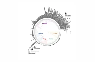 Organisms with complex nervous systems -- from primates to cephalopods--  have also evolved extraordinarily large genes.