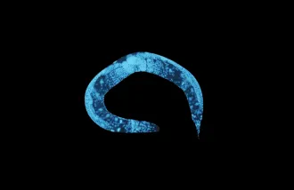 Caenorhabditis elegans - A worm that is glowing blue in the dark. 