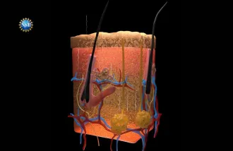 Illustration of skin tissues rendered transparent following saturation by FD&C Yellow 5. Squiggly lines indicate the paths of photons reflecting off tissues with undyed tissues, at far left, showing shallower light penetration.