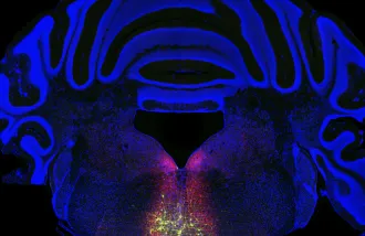 Blue folds wrap around a central region with red and yellow dots, outlining neurons in the brain.