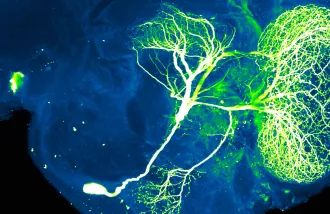 Neurons in insect brain