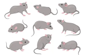 aging mouse brain atlas reveals white matter changes most 