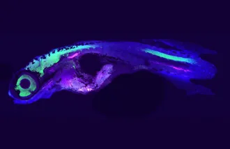  CRISPR in  African Killifish