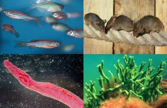 similar cell types across species