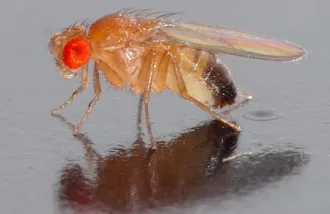 drosophila melanogaster