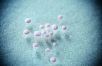 human cortical spheroids