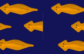 flatworm gene editing