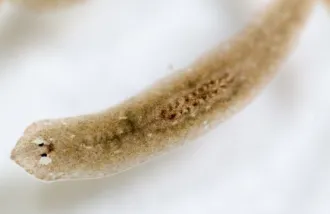 tiny flatworm