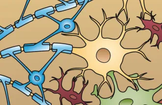 Oligodendricytes in blue