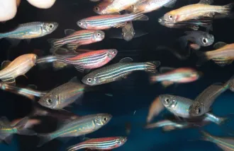 zebrafish sleep